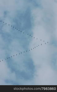 Migratory birds flying in formation on the way to the south