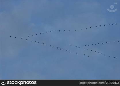 Migratory birds flying in formation on the way to the south