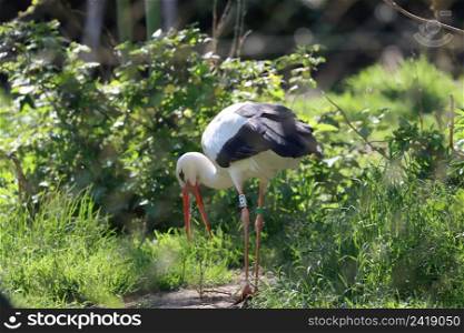 migratory wild bird white stork in its habitat. migratory wild bird white stork in its habitat-