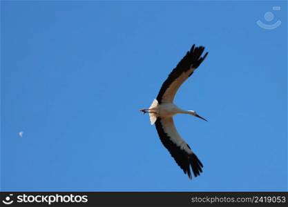 migratory wild bird white stork in its habitat. migratory wild bird white stork in its habitat-