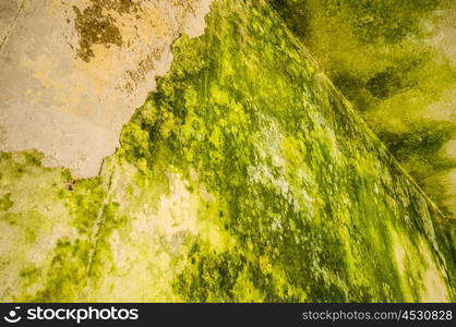 Mildew. detail of a wall covered with mildew