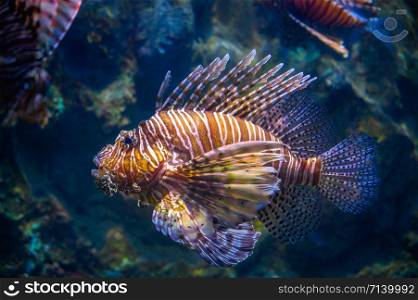 miles lionfish Swimming in coral under the sea