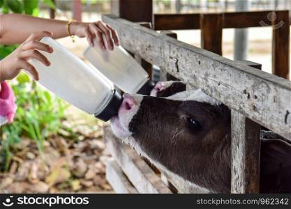 Milk feeding of a calf.