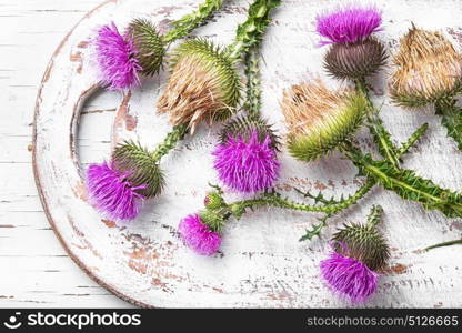 milk thistle flower. Silybum marianum.Wild medicinal plant thistle on light wooden background