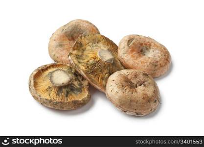 Milkcap mushrooms on white background