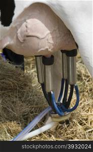 Milking a dairy cow using an automatic milking machine