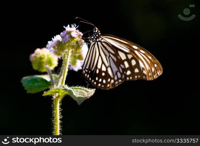 Milkweed butterfly and purple flower. Milkweed butterfly (Parantica aglea maghaba).