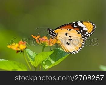 Milkweed butterfly (Anosia chrysippus, Danaidae) feeding on flower