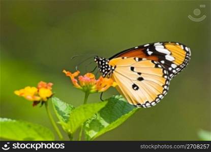 Milkweed butterfly (Anosia chrysippus, Danaidae) feeding on flower