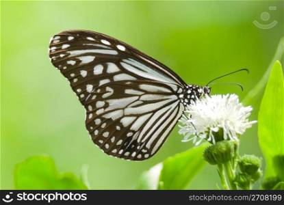Milkweed butterfly (Parantica aglea maghaba, Danaidae) feeding on white flower. Vp??C????