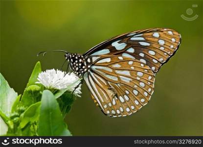 Milkweed butterfly (Tirumala limniace, Danaidae) feeding on white flower. ?Hp??C????