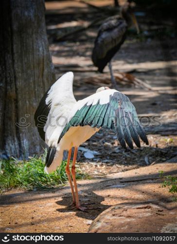 Milky stork on farm zoo in the wildlife sanctuary / Painted storks - Mycteria cinerea