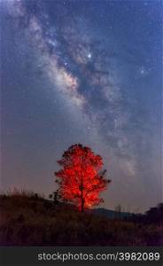 Milky way galaxy with stars and space dust in the universe over red tree, long speed exposure.. Milky way