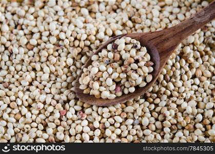 millet grains with wooden spoon , full background