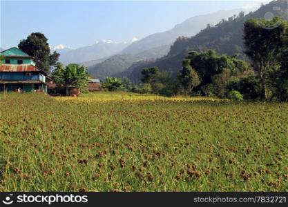 Millet on the field near farm house in Nepal