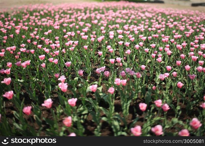 millions of pink tulips