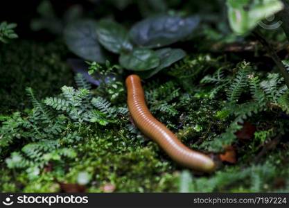 millipede is on moss in nature