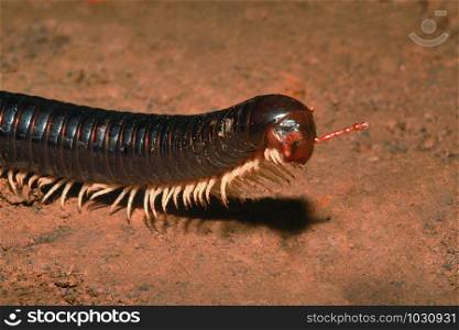 Millipedes, Narceus americanus, are arthropods that have two pairs of legs per segment (except for the first segment behind the head which does not have any appendages at all, and the next few which only have one pair of legs). Each segment that has two