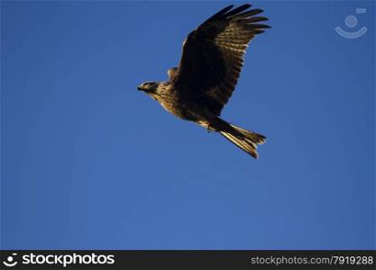 Milvus migrans, Black Kite in flight. Blue sky blank space lower left.