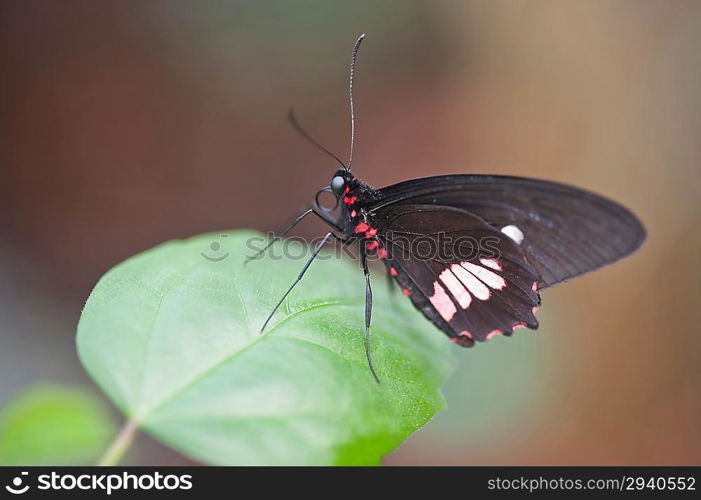 Mimic Kite Swallowtail butterfly Mimoides ilus branchus