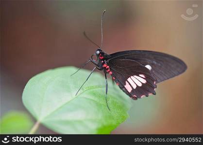 Mimic Kite Swallowtail butterfly Mimoides ilus branchus
