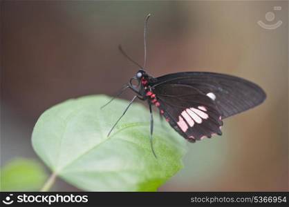 Mimic Kite Swallowtail butterfly Mimoides ilus branchus