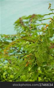 Mimosa (Acacia Dealbata), evergreen shrub at a lagoon (Antigua, Caribbean)