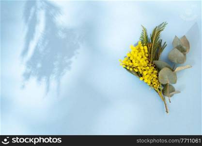Mimosa and crocuses yellow flowers on blue spring background with gift box. Mimosa flowers on blue background
