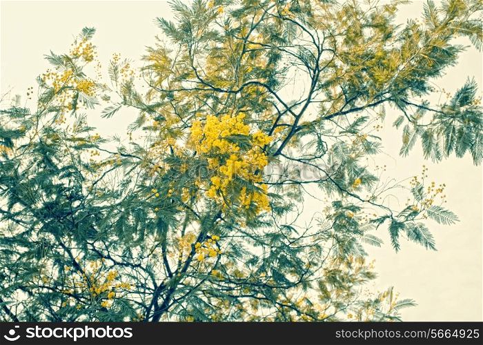 mimosa branch with yellow flowers against the sky