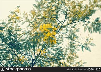 mimosa branch with yellow flowers against the sky