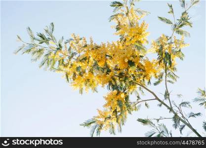 Mimosa branch with yellow flowers in March