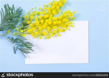 Mimosa flowers on blue background with paper sheet for your message or text. 8 march, women day symbol and spring. 