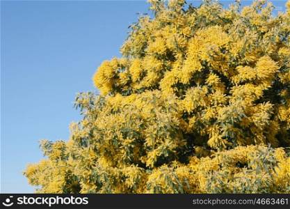 Mimosa tree with yellow flowers in March