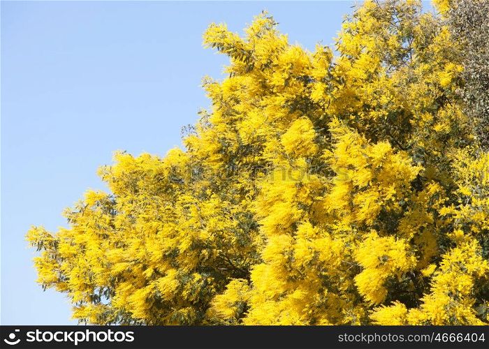 Mimosa tree with yellow flowers in March