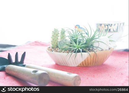 Mini cactus and succulent garden on pink fabric in living room