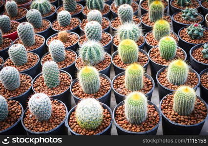 Mini cactus in pots in the garden nursery cactus farm agriculture greenhouse