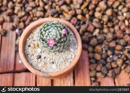 Mini cute mammillaria with flower blooming in brown cray pot on the brown bricks floor. Closeup.