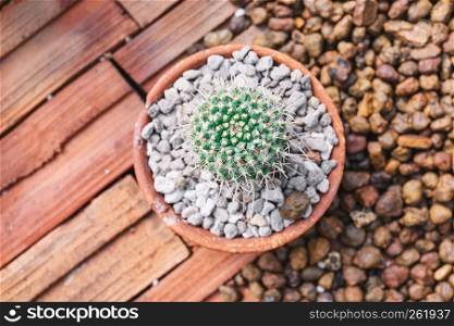Mini echinocactus houseplants cactus decorative in brown cray pot on brown bricks background.