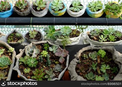 Mini garden at balcony of house, cement pot with cactus or succulent plant make green spaces and fresh environment in decoration home