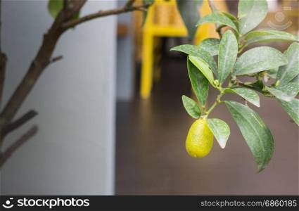 Mini garden plant with orange fruit, stock photo