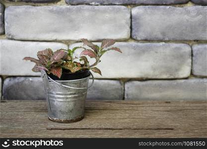 Mini green leaves plant pot, stock photo