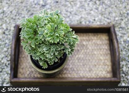 Mini green leaves plant pot, stock photo