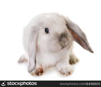 Mini Lop in front of white background