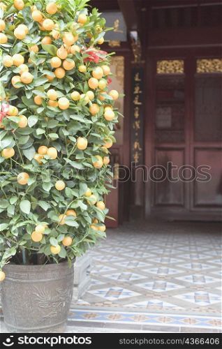 Mini-mandarin orange tree in a pot in a temple