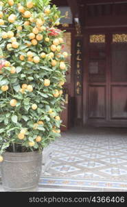 Mini-mandarin orange tree in a pot in a temple