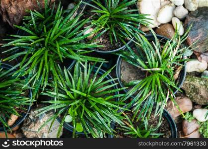 Mini Mondo Grass in garden