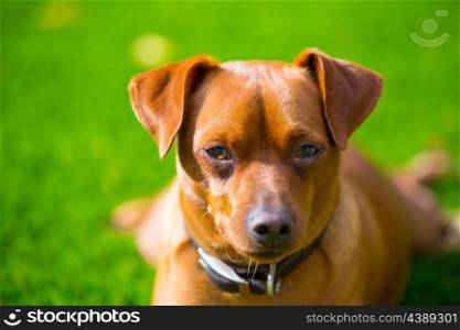 Mini pinscher brown little dog portrait lying in lawn relaxed