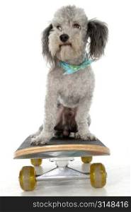 Mini poodle on a skateboard.