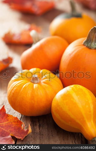 mini pumpkins on wooden background