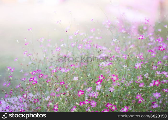 Mini romantic pink spring flowers, stock photo